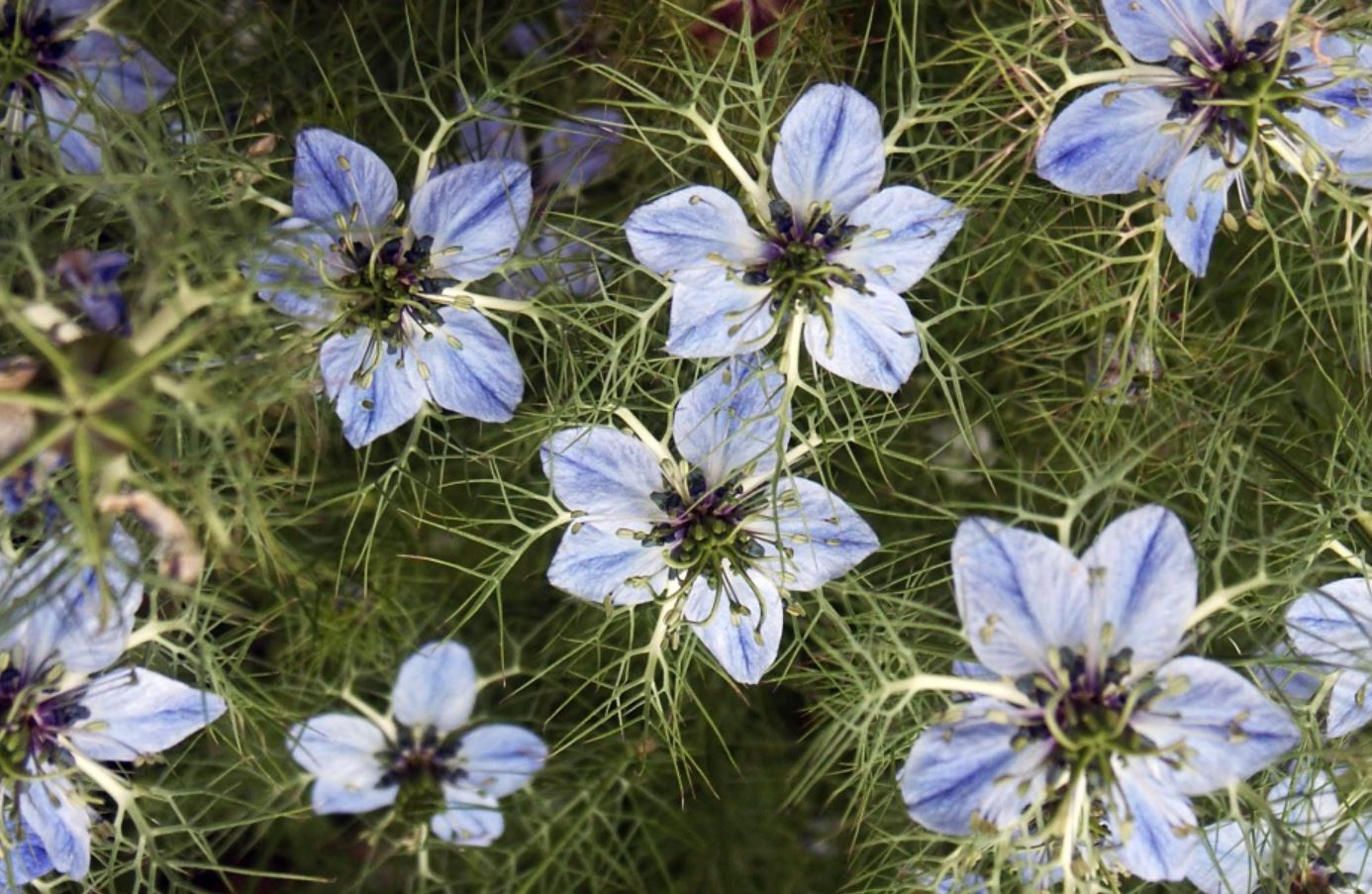 Нигелла посевная Nigella sativa