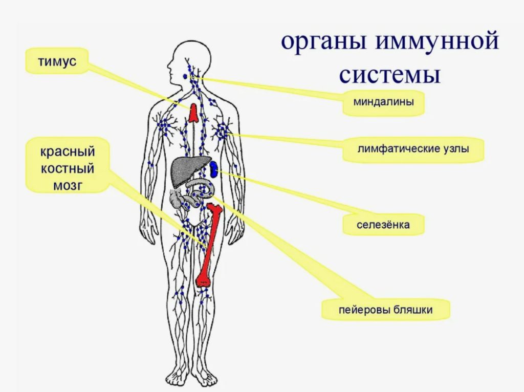 Изображение лимфатической системы человека, показывающее лимфатические сосуды, узлы и главные органы (селезенка, миндалины, тимус)